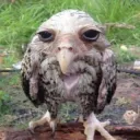 wet owl freaky