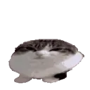 AWA