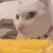 CAT EATING