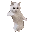 KittyDance