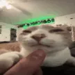 cat lick finger