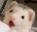 Ferret Excite