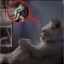 sigma alpha skibidi sigma