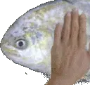 Fish pat
