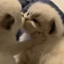 cat kiss