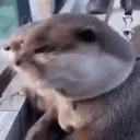 otter-shocked