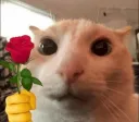 cat&flowers