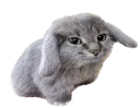 bunny cat