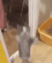 Cat Happy Dance