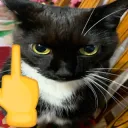 CatMF