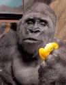 gorilla side eye