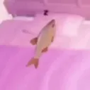 fish sleep