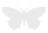 WhiteButterFly