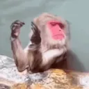 bored monkey