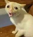 catunamused