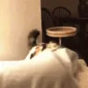 cat-cat-crazy