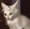 cat_confused