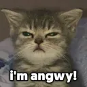 angwy cat