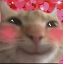 cat-blush
