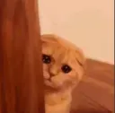 sadKitty