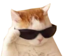 cat cool
