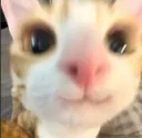 cat love