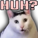 huh cat
