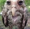 owl