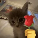 gentleman cat