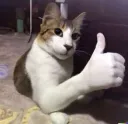 cat thumbs up