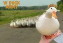 duck army