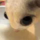 CinnamonRollEnergy