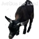 lumi