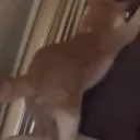 meow