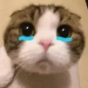 Cat cry