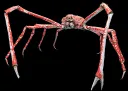 le spider crab