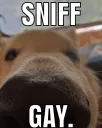Doggo Sniff