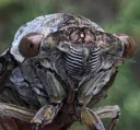 Cicada