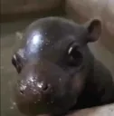 HIPPO