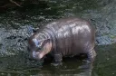 hirpopotomux