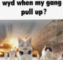 GANG GANG