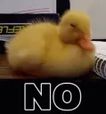 no duck