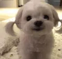 cutie dog /jealousy