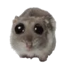 hamster .gg/pfpz