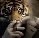 hard tiger picture