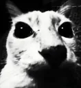 gato encarando