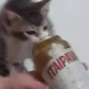 gato bebendo beer