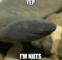 yep im nuts eel