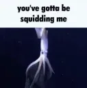 Squid