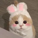 Cat Bunny Blush